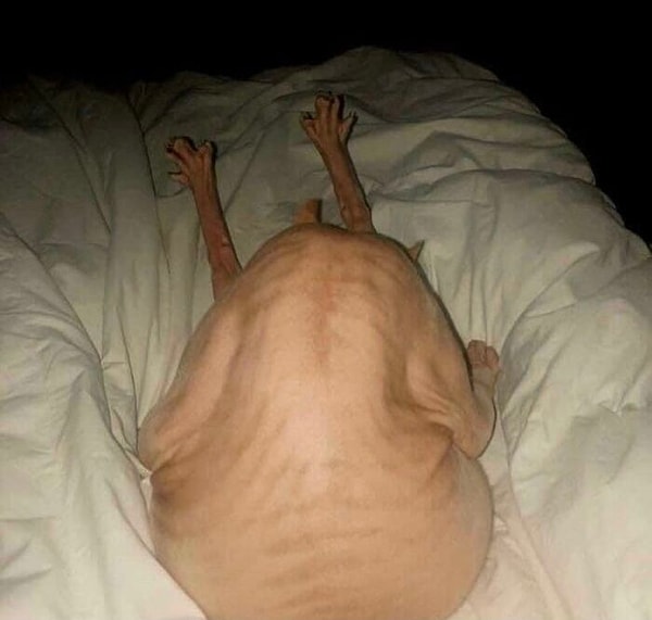 13. Запретная индейка на День Благодарения