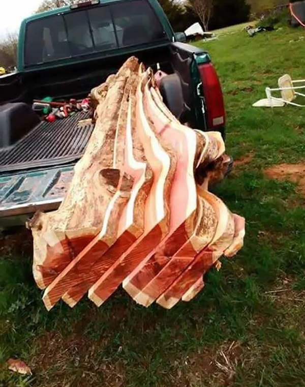 16. Дерево, похожее на бекон