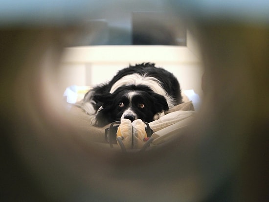 Ofislere Dönüşle Birlikte Hayvan Dostlarımızı Bekleyen Tehlike: 'Ayrılık Anksiyetesi'