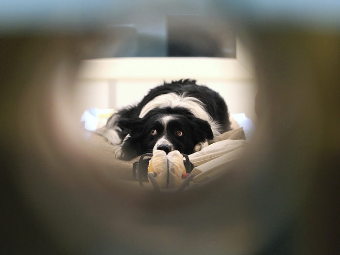 Ofislere Dönüşle Birlikte Hayvan Dostlarımızı Bekleyen Tehlike: 'Ayrılık Anksiyetesi'