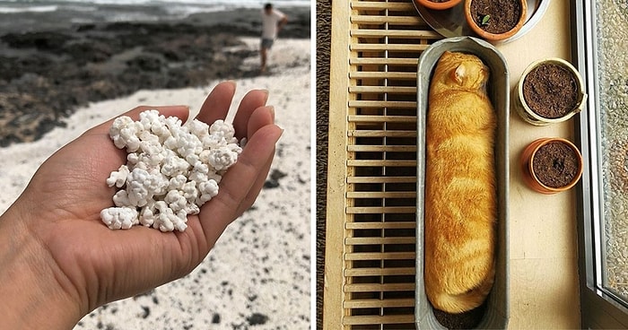 20 примеров несъедобных предметов, которые очень вкусно выглядят на первый взгляд (Новые фото)