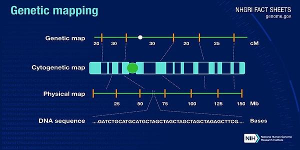 Proje, sahip olduğumuz genomları 3 ayrı yol izleyerek çözümlemeyi hedefliyordu; genom DNA'sındaki bazların sırasının belirlenmesi, genlerimizin bulunduğu yeri gösteren haritanın yapılması, kalıtsal özelliklerden hangilerinin nesiller boyu takip edilebileceğini simgeleyen bağlantı haritalarının yapılması...