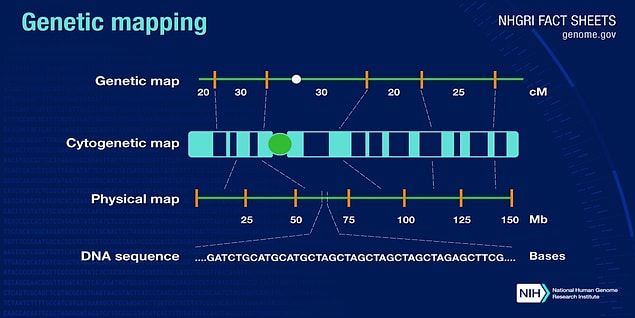 Proje, sahip olduğumuz genomları 3 ayrı yol izleyerek çözümlemeyi hedefliyordu; genom DNA'sındaki bazların sırasının belirlenmesi, genlerimizin bulunduğu yeri gösteren haritanın yapılması, kalıtsal özelliklerden hangilerinin nesiller boyu takip edilebileceğini simgeleyen bağlantı haritalarının yapılması...