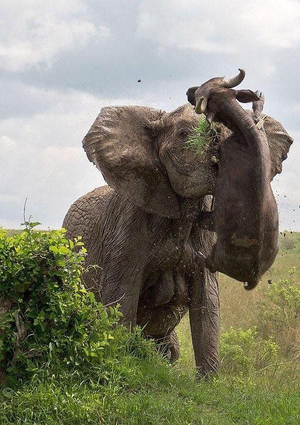 5. Yarım tonluk bizonu hortumuyla havaya kaldıran bir fil: