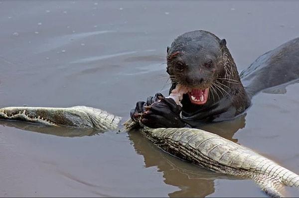 7. Güney Afrika timsahı yiyen dev nehir su samuru:
