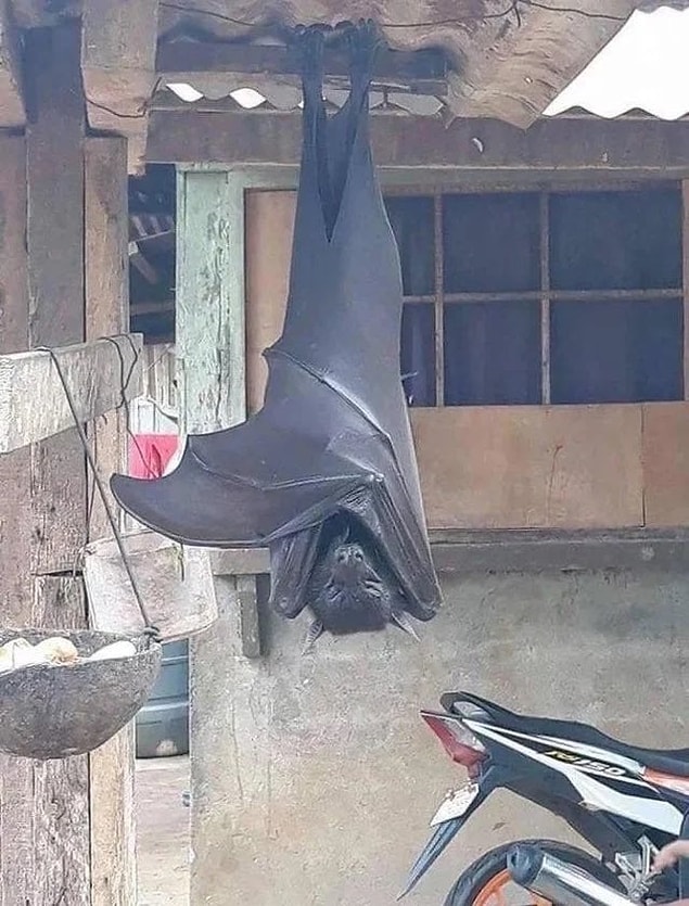 8. Ürkütücü görünümüyle gören herkesi şaşkınlığa düşüren ve devasa bir yarasa türü 'uçan tilki':