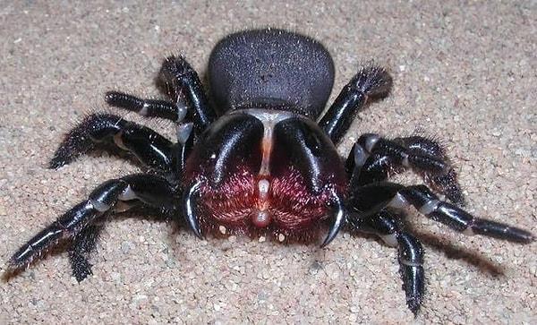 14. Fare örümceği olarak da bilinen Missulena: