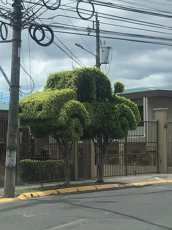 6. "Дерево в форме автомобиля"
