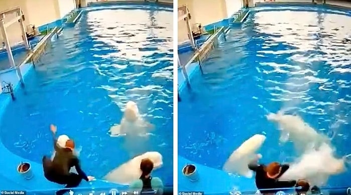 Приморский океанариум отрицает избиение двух белух дрессировщиком