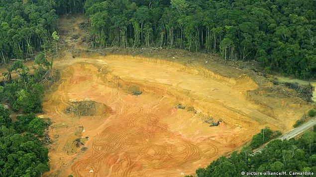 Söz konusu raporun yazarlarından Arthur Blundell, "Yasa dışı ormansızlaştırmayı derhal durdurmazsak insanlığın karşı karşıya olduğu üç krizi - iklim değişikliği, biyoçeşitliliğin kaybı ve yeni oluşan pandemileri - yenme şansımız da olmayacak" dedi.