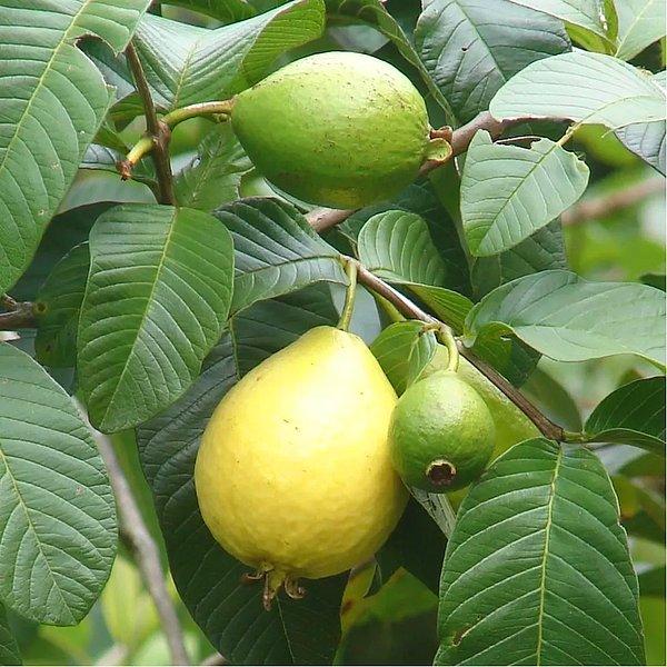 Guava'nın Faydaları Nelerdir?