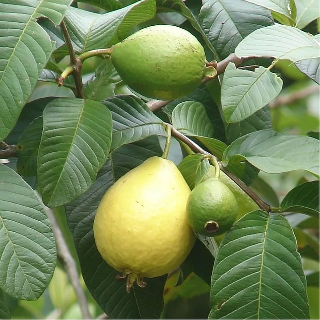Guava'nın Faydaları Nelerdir?