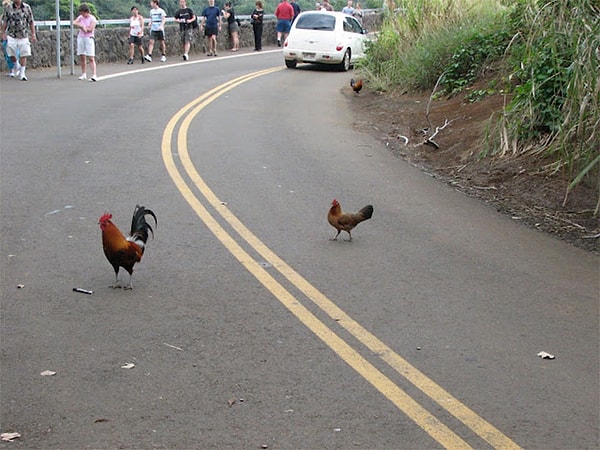 28. Tavukların Georgia'da karşıdan karşıya geçmesi yasak.