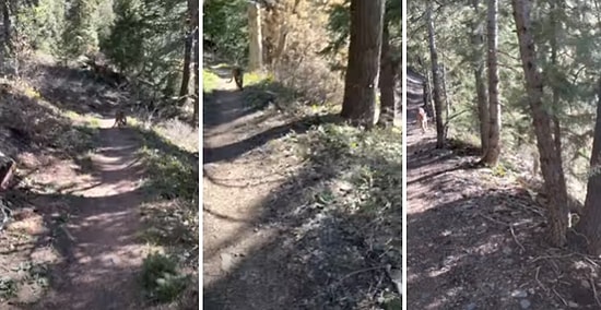 Yürüyüş Yaptığı Ormanda Bir Puma Tarafından Takip Edildiğini Fark Eden Adamın Korku Dolu Anları