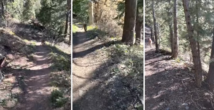 Yürüyüş Yaptığı Ormanda Bir Puma Tarafından Takip Edildiğini Fark Eden Adamın Korku Dolu Anları