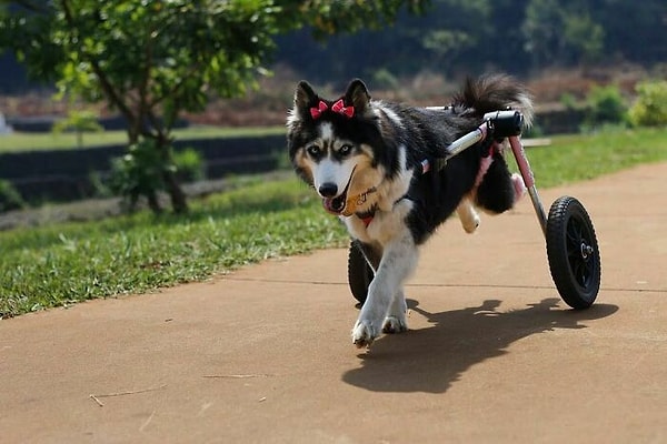 Поскольку Майя не могла ходить, она начала привыкать к инвалидной коляске.