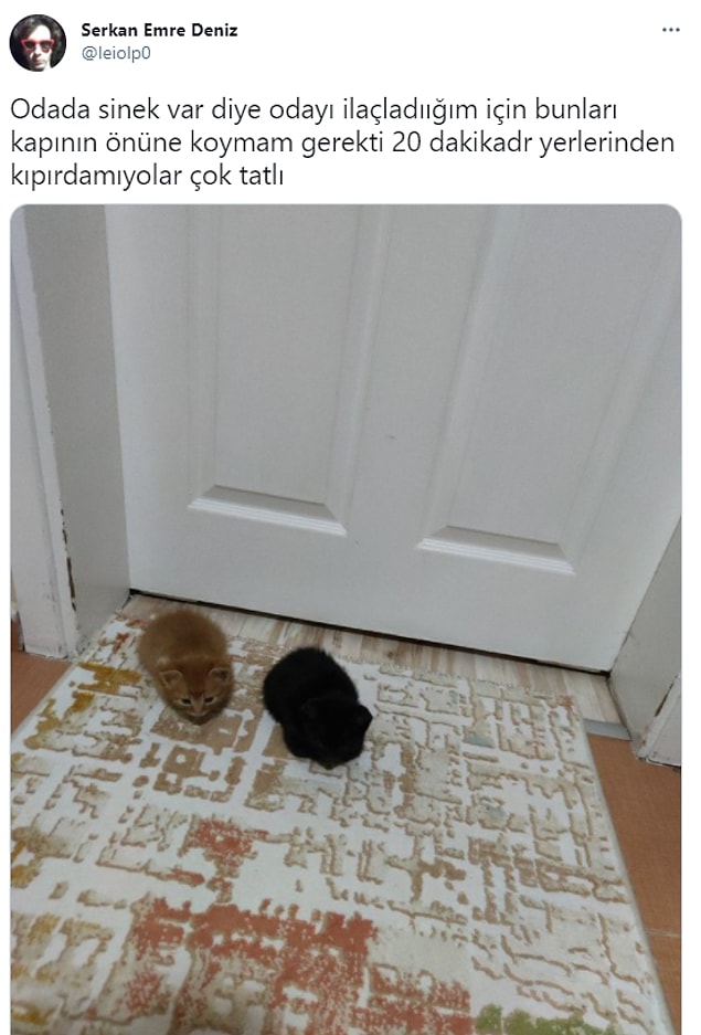 4. Kaldı mı böyle kediler?