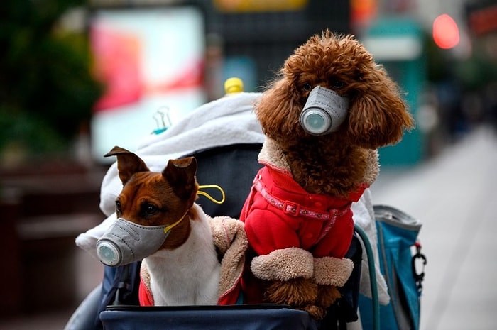 Köpeklerde Yeni Bir Koronavirüs Türü Tespit Edildi! İnsanlara Geçmiş Olabilir