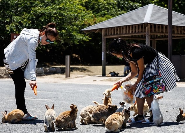 7. Küçük bir Japon adası olan Okunoshima yüzlerce yabani tavşana ev sahipliği yapıyor.