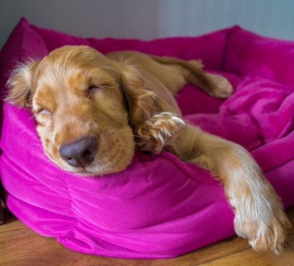 Köpeğinizin yatağı, kanepeyi ya da halıyı hızlı hızlı tırmaladığını görürseniz, bu illa ki evinizden kaçmaya çalıştığı anlamına gelmez.