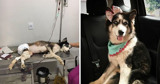 Душераздирающая история спасения хаски, которая была на грани смерти
