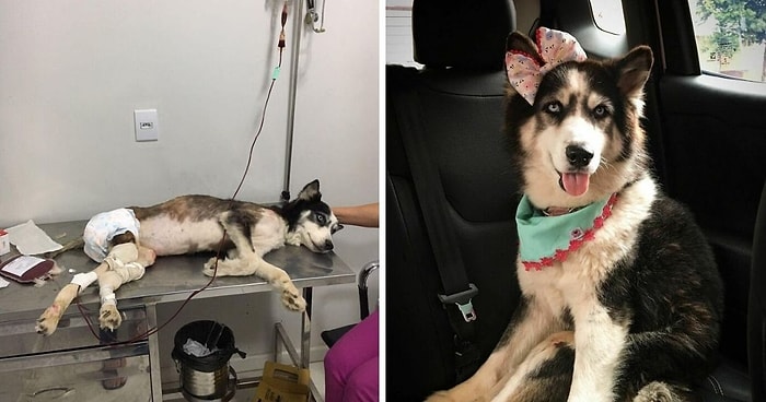 Душераздирающая история спасения хаски, которая была на грани смерти