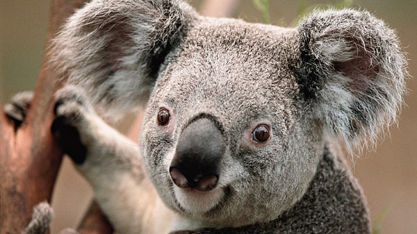 2. Каким растением в основном питаются коалы?