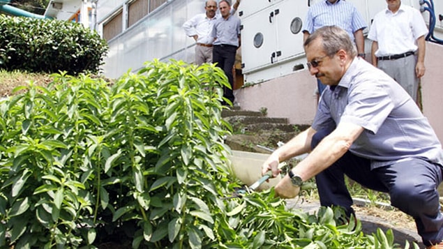 Stevia bitkisi nedir? Faydaları nelerdir?