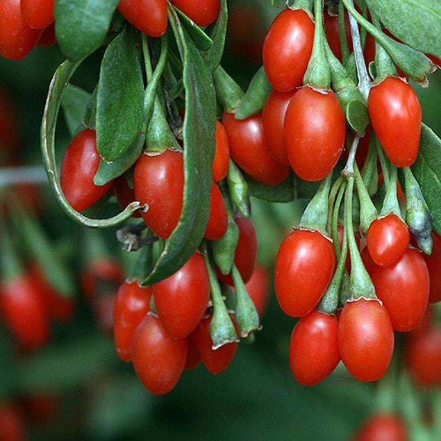 6. Goji Berry