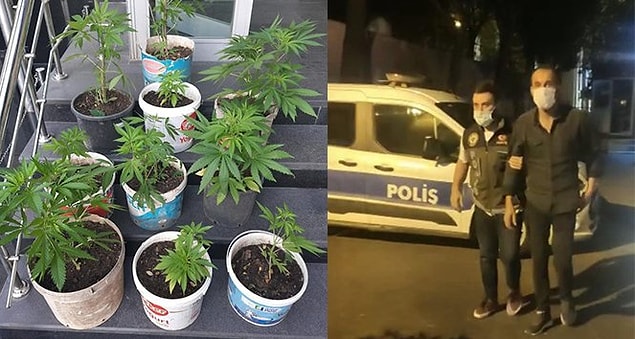 Kamuoyunda bu iddialarla ilgili soruşturma açılması yönünde bekleyiş sürerken İstanbul'da 13 kök hint kenevirinin ele geçirildiği operasyon gündem oldu.