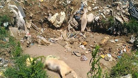 Suç Duyurusunda Bulunuldu Ama! Sakarya'da Bir Çöplükte 17 Köpek Ölüsü Bulundu