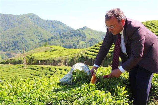 Çaykur genel müdürü, çayın nasıl toplanacağını anlattı