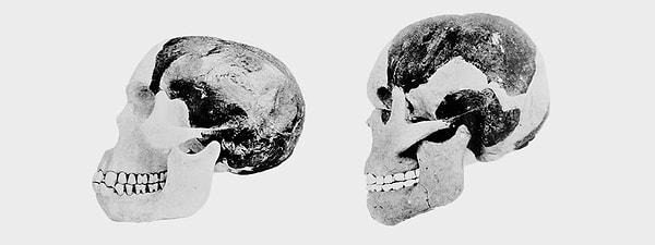 6. Piltdown adamı 1912 yılında İngiltere'de amatör arkeolog ve koleksiyoncu Charles Dawson tarafından ortaya çıkartıldığı iddia edilen sahte kafatası ve çene kemiği fosiliydi.