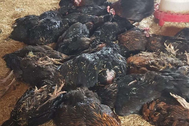 Virüsün insanlara da bulaştığı tespit edildi