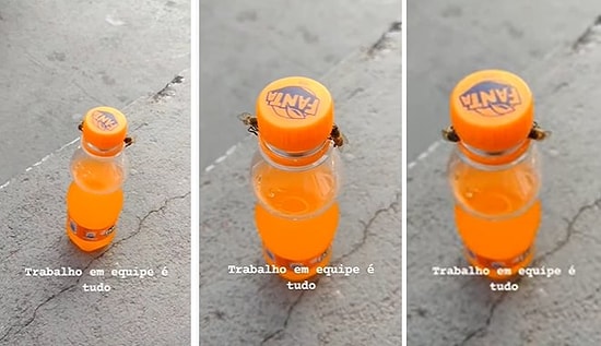 El Birliği ile Sarı Kola Şişesinin Kapağını Açan Arılar