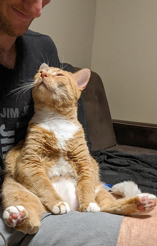 1. Моя кошка обожает моего парня