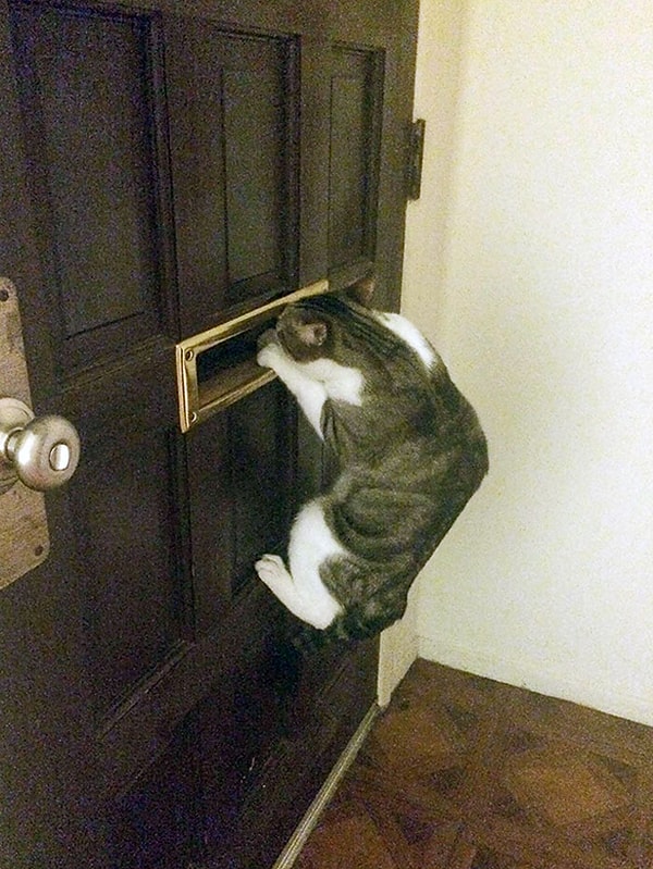 5. Так моя кошка ждет, когда мой парень вернется домой