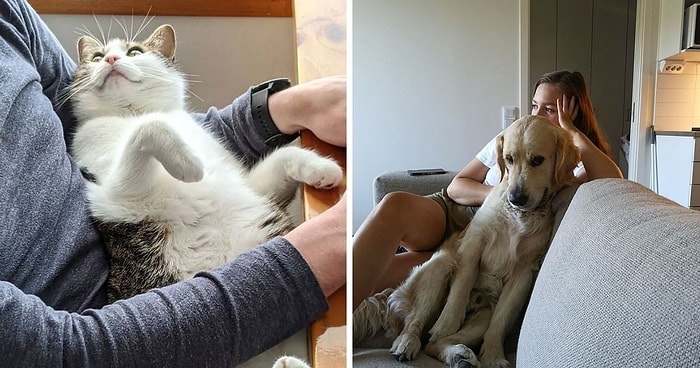 17 «бесстыжих» домашних животных, которые похитили партнеров своих хозяев и даже не жалеют об этом
