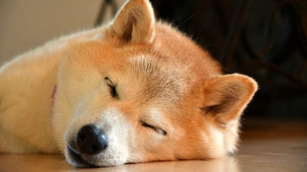 Bir token olan Shiba Inu adını Dogecoin ile anılan shiba inu cinsi köpekten alıyor.