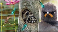 2021 Komik Vahşi Yaşam Fotoğrafları Yarışması'nın Kazananları Belli Oldu!