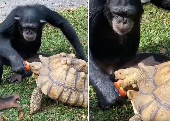 Yediği Elmayı Yanındaki Kaplumbağa ile Paylaşan Şempanze