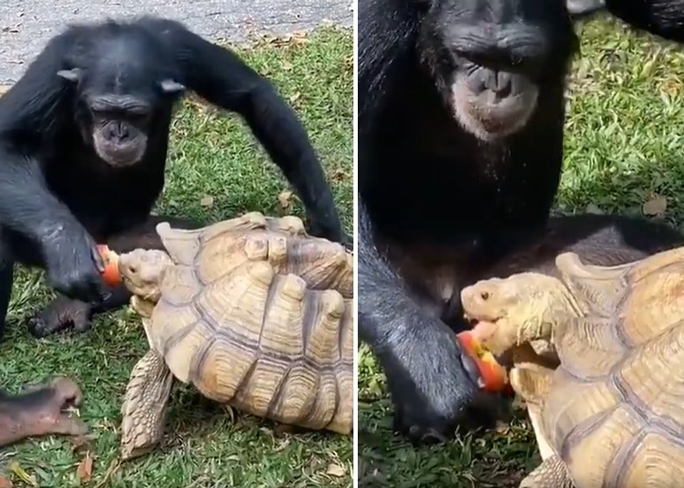Yediği Elmayı Yanındaki Kaplumbağa ile Paylaşan Şempanze