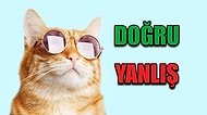 Kedilerle İlgili Bu Doğru-Yanlış Testini Fullemek İmkansız!
