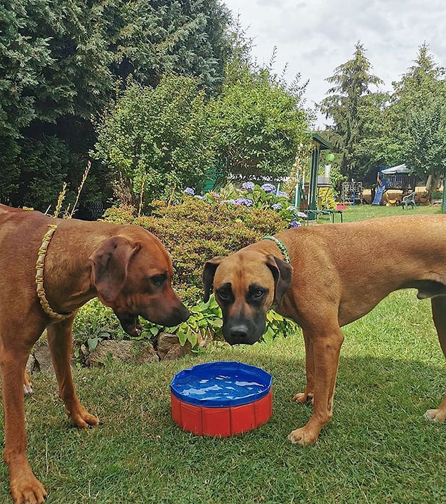 5. "Köpek havuzu sipariş ettik, bu geldi."