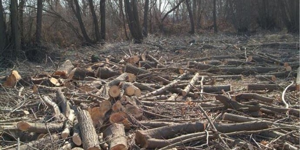 Tüketim Alışkanlıkların Yılda Kaç Ağacın Kesilmesine Sebep Oluyor?