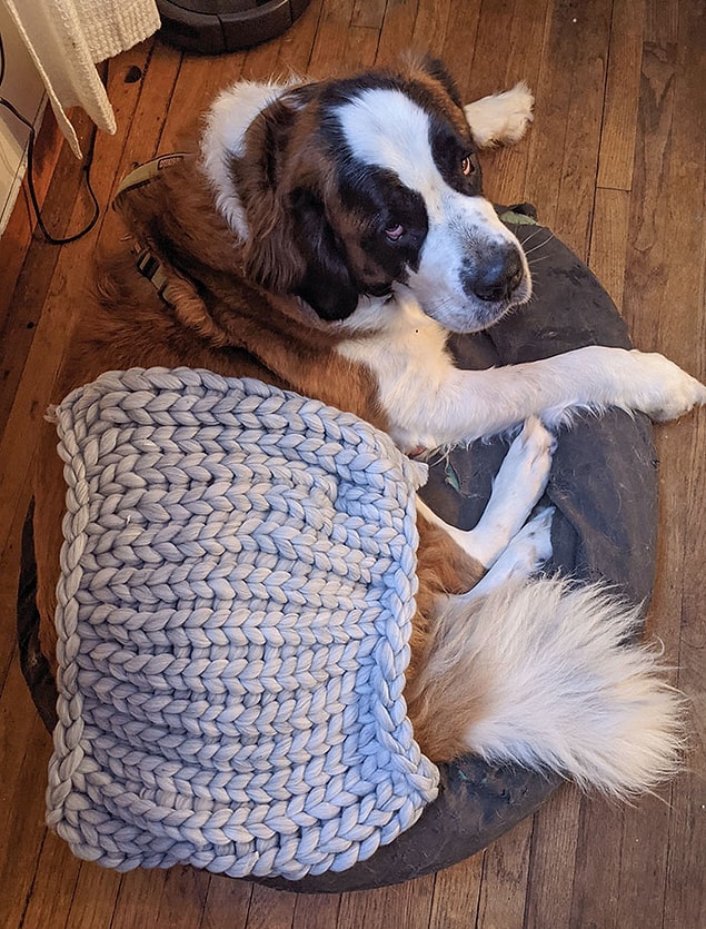 34. "Kayınvalidem Çin'den bir battaniye sipariş vermiş. Bize yapılan neyse de, köpeğimize yapılanı affedemeyiz."