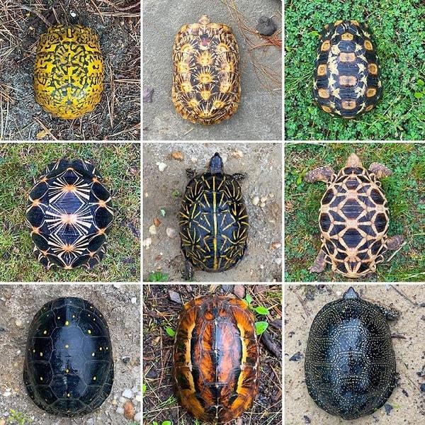 13. Yaşadıkları doğal bölgeye göre kaplumbağaların renkleri değişken hale geliyor, sadece birkaç tanesi bile hayranlık verici.