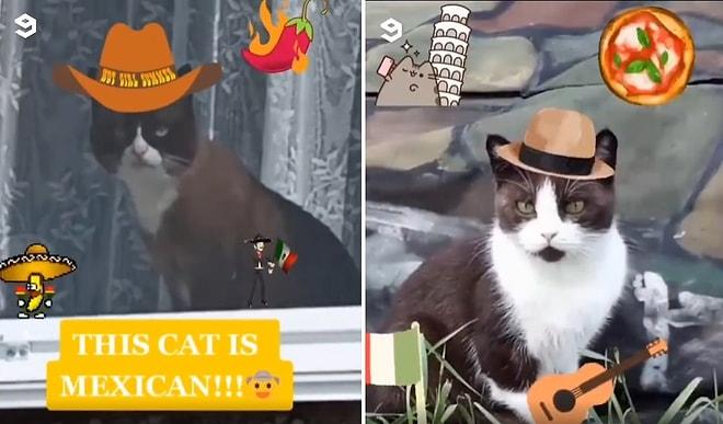 Farklı Dillerde Kedilere Seslenerek Kedilerin Nereli Olduğunu Tahmin Etmeye Çalışan Adamın Eğlenceli Videosu