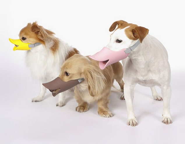 11. Köpekleri ördeğe benzeten alet