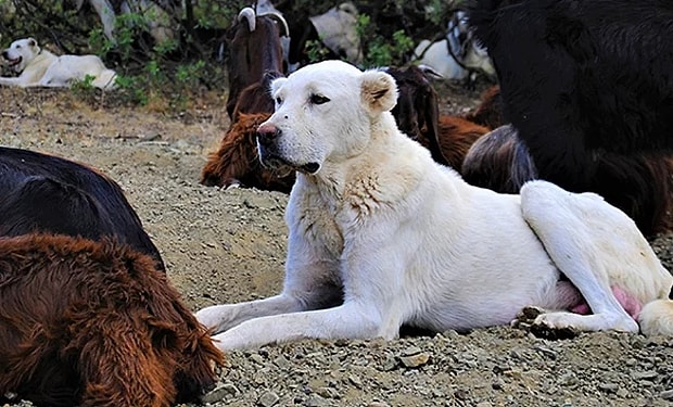Akbaş köpeği